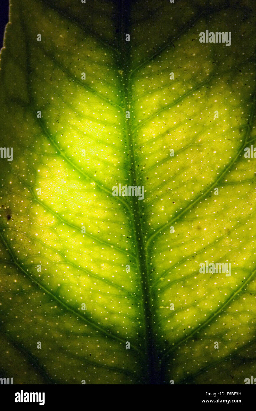 abstract macro close up of a green leaf and his veins in the light ...