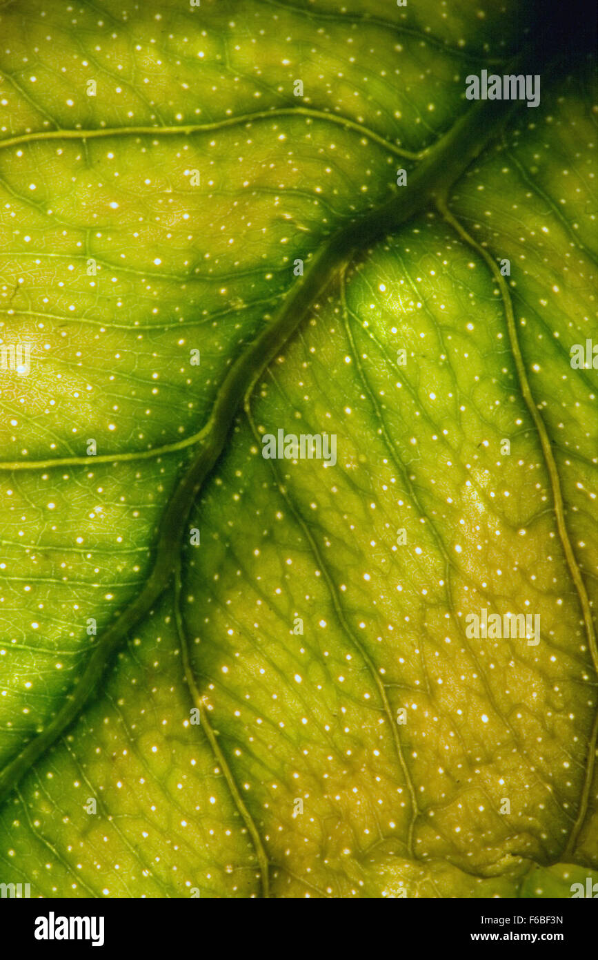 abstract macro close up of a green yellow leaf and his veins in the ...