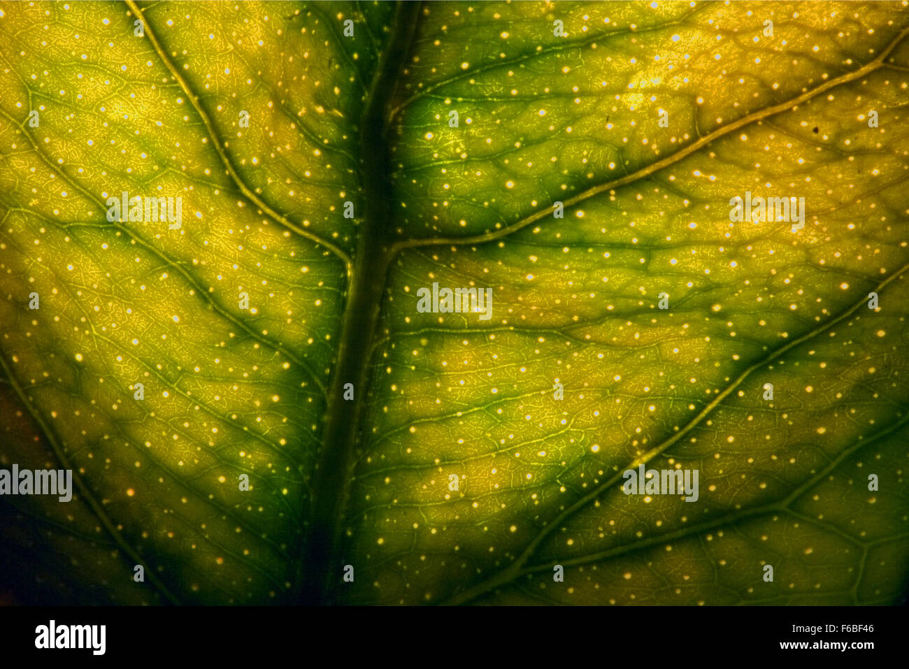 abstract macro close up of a green leaf and his veins in the light ...