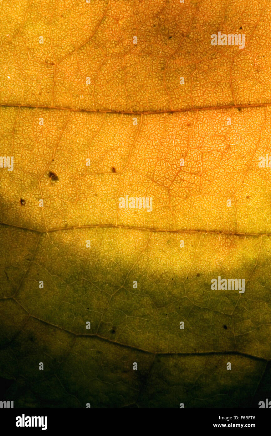 macro close up abstract of a green yellow red leaf and his veins in the ...