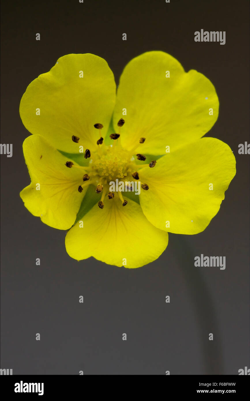 macro close up of a yellow geum urbanum rosacee leguminose  in grey background Stock Photo