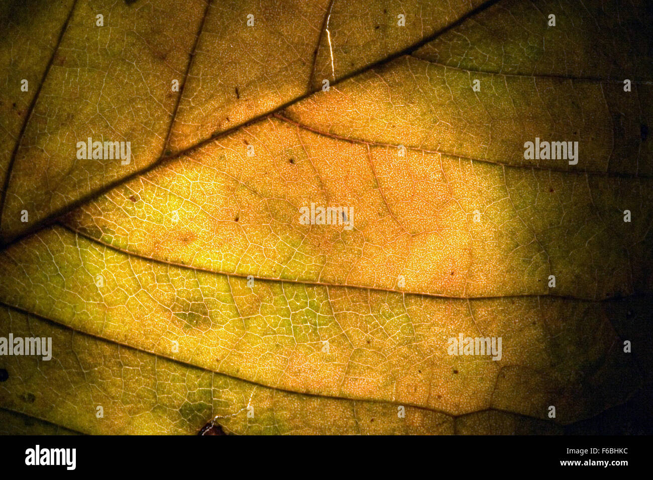 macro close up abstract of a green yellow leaf and his veins in the ...