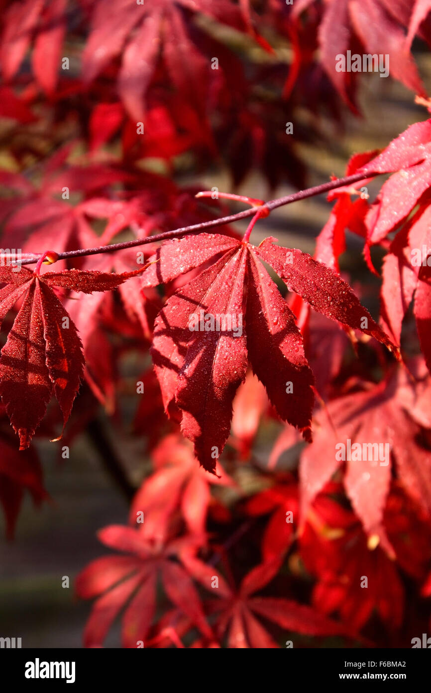 ACER PALMATUM ATROPURPUREUM IN AUTUMN Stock Photo - Alamy
