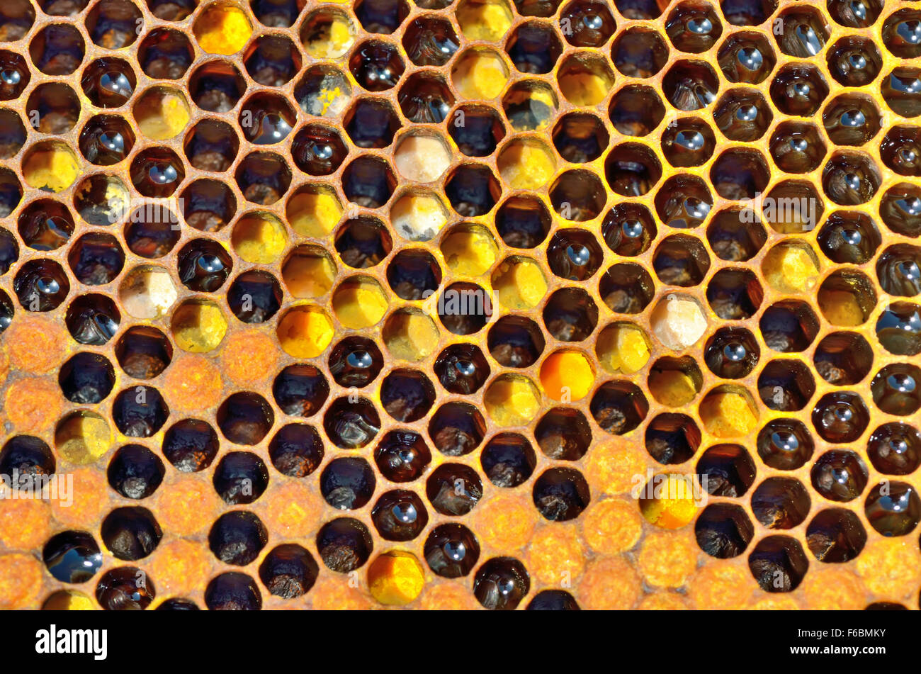 unfinished honey and wax in honeycombs Stock Photo