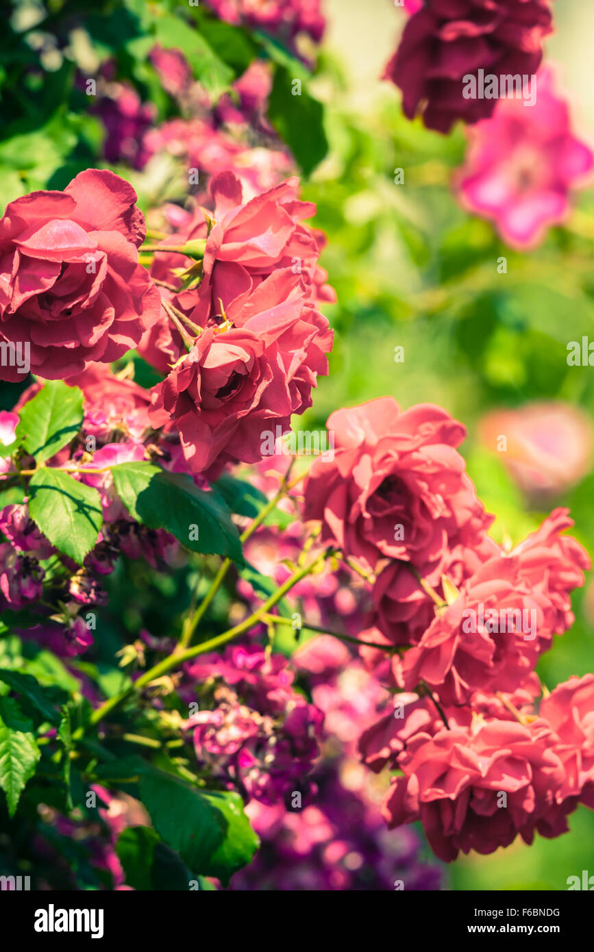 Bush of beautiful roses in a garden. Filtered shot with a selective ...