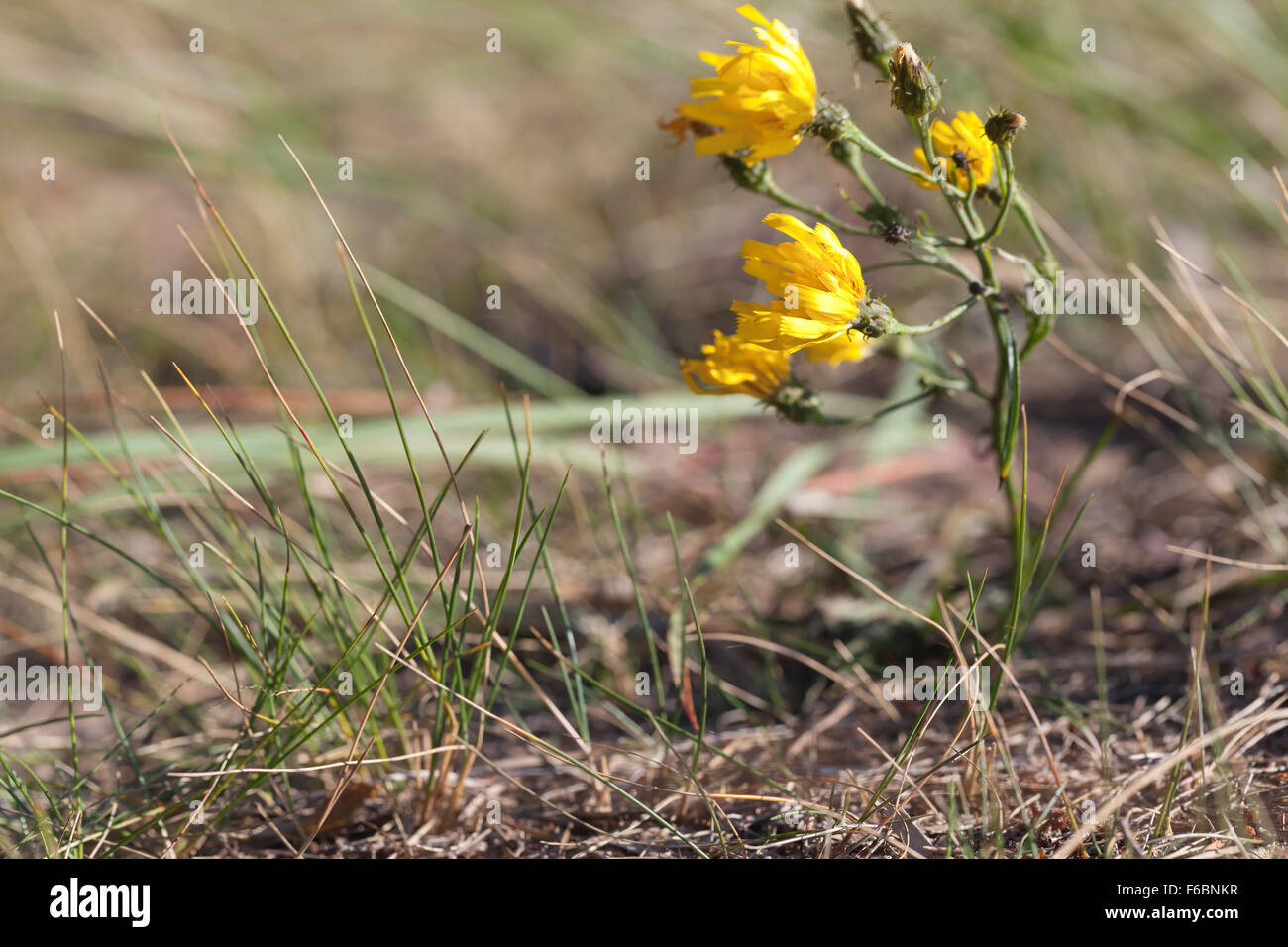 Hieracium umbellatum L. Small yellow waving wildflowers under strong spring wind Stock Photo