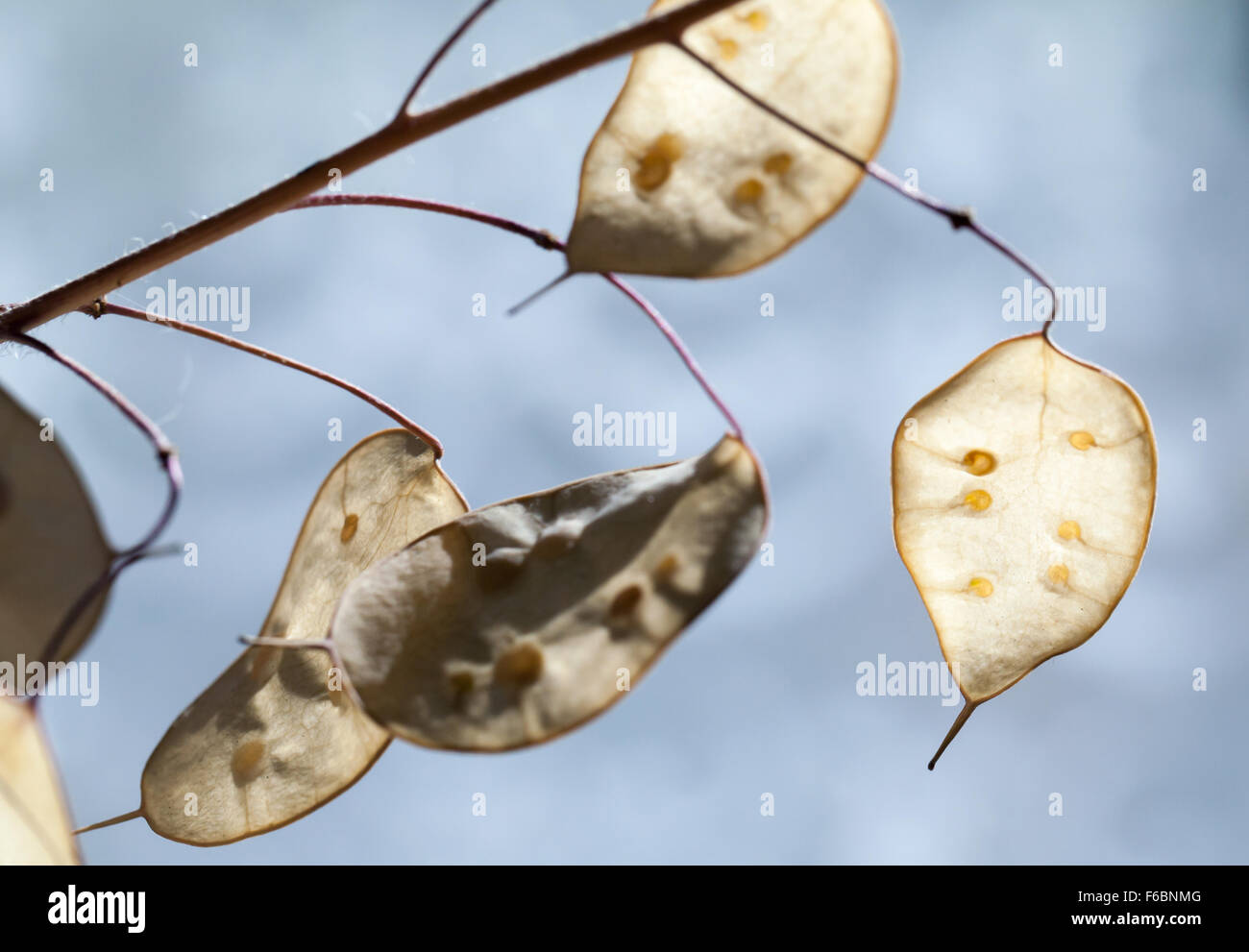 Seeds in dry decorative seedpods. Lunaria or honesty, a genus of flowering plants in the family Brassicaceae Stock Photo