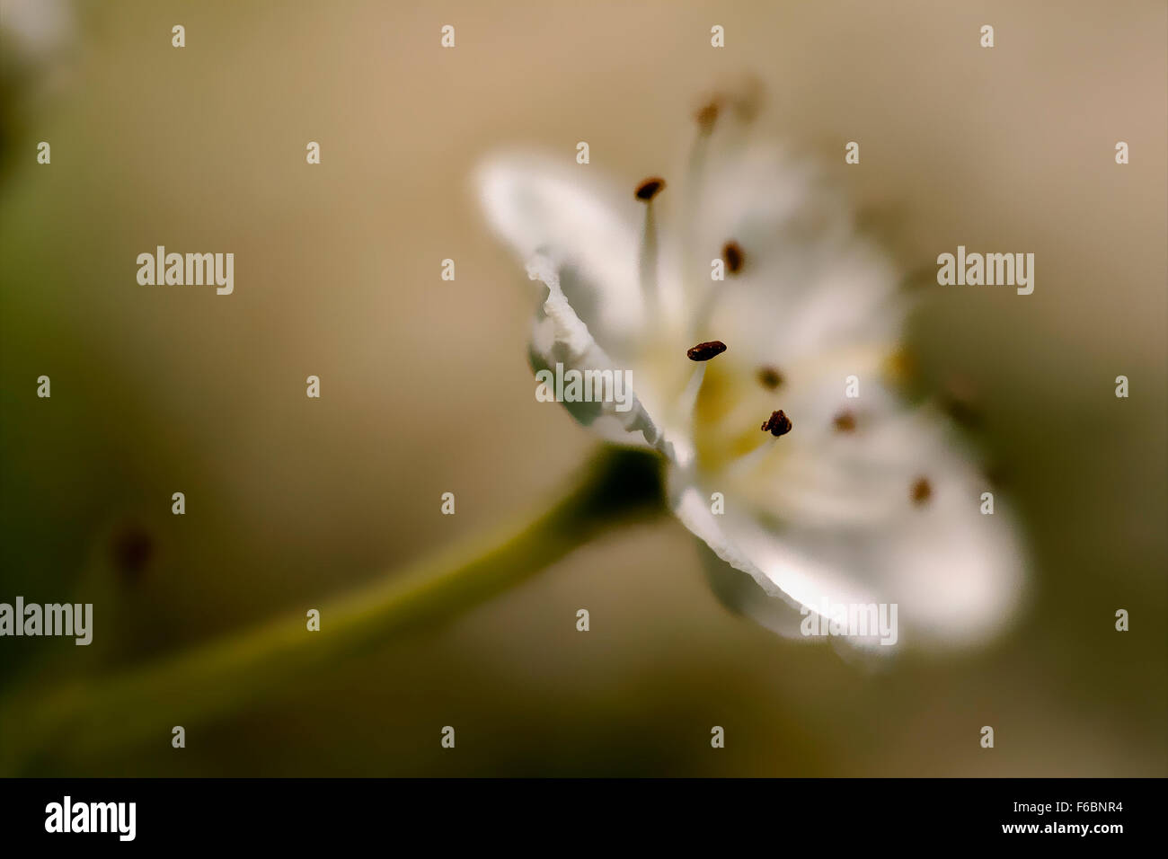 macro close up of a yellow white cistus monspeliensis cistacee salviaefolius  clusii rosacee rubus caesius rosa sempervirens ulm Stock Photo