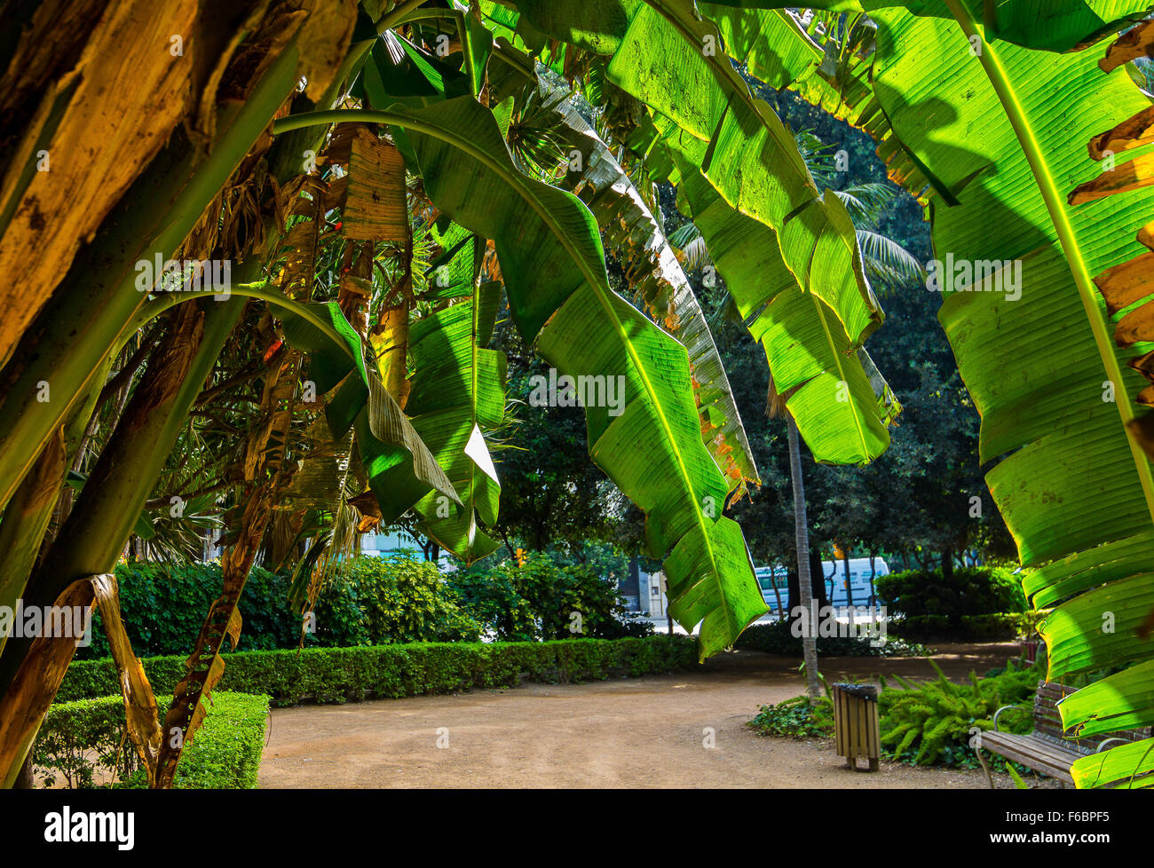 Lush green leafy trees hi-res stock photography and images - Alamy