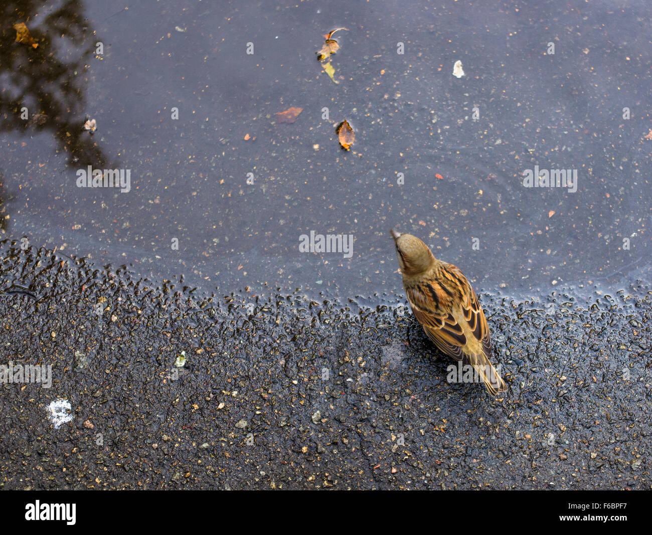 The House Sparrow sitting near the autumn puddles Stock Photo