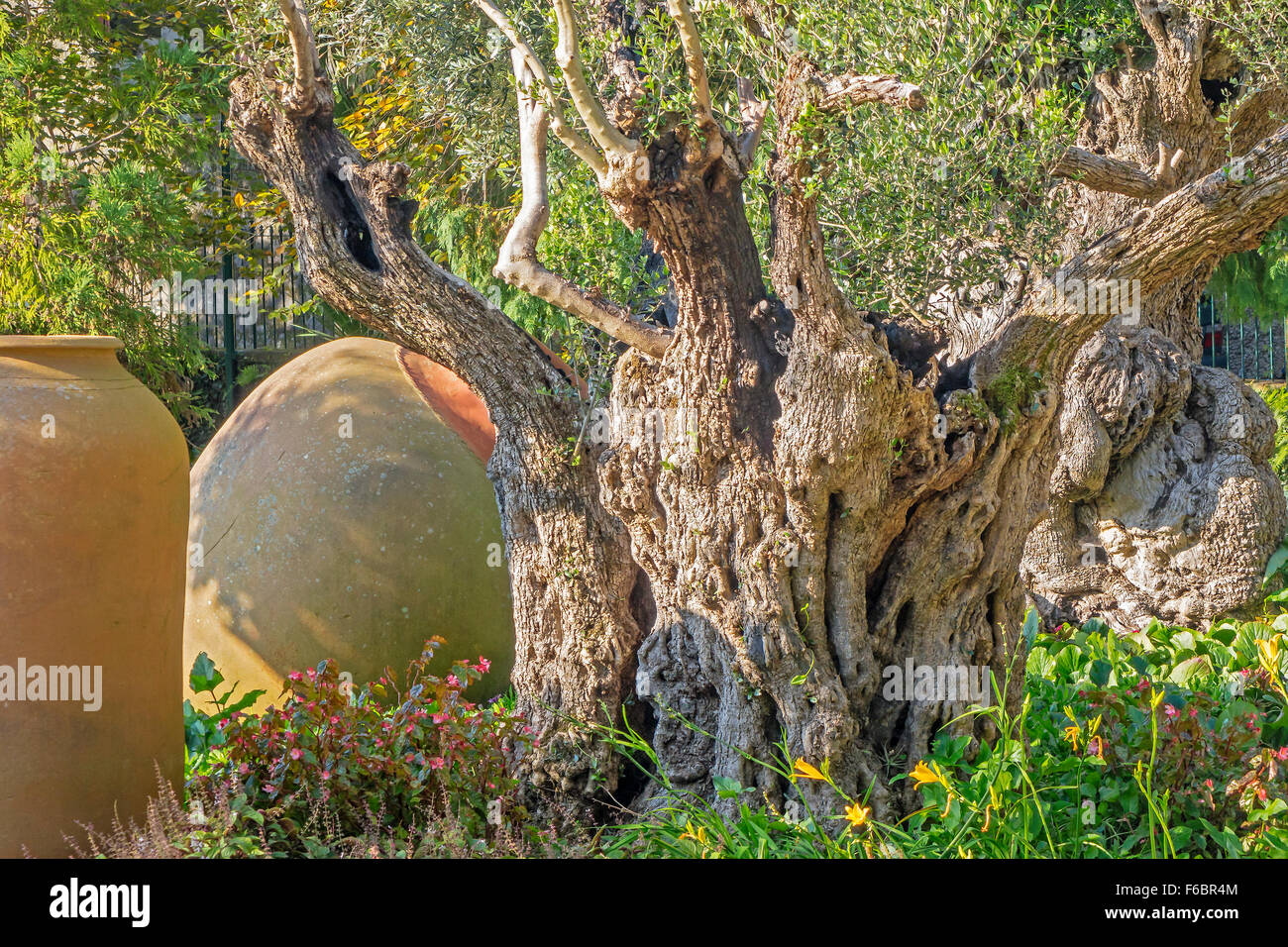 Ancient Olive Trees Madeira Portugal Stock Photo Alamy