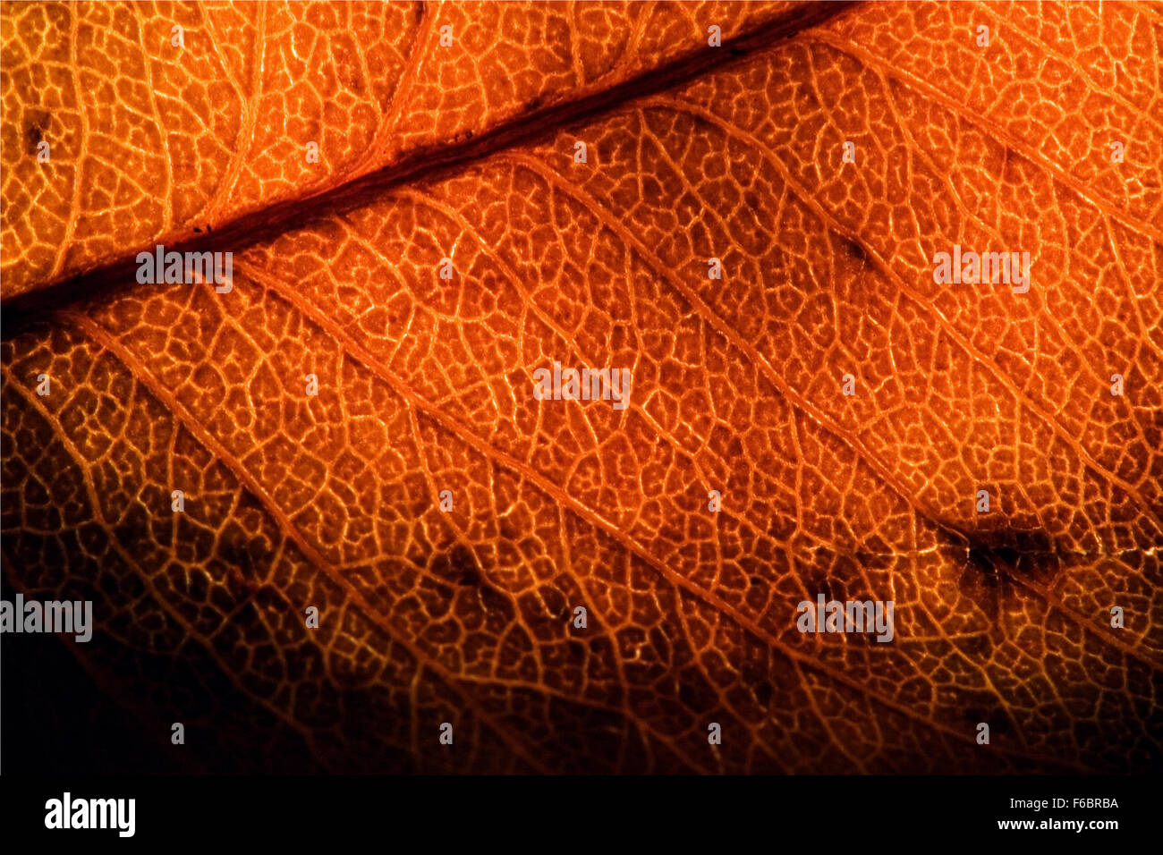 background macro close up abstract of a yellow red leaf and his veins ...