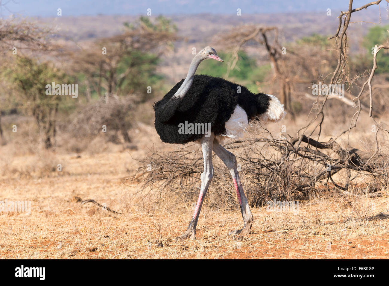 Somali ostrich (Struthio molybdophanes), male, looking backwards, Samburu  National Reserve, Kenya Stock Photo - Alamy