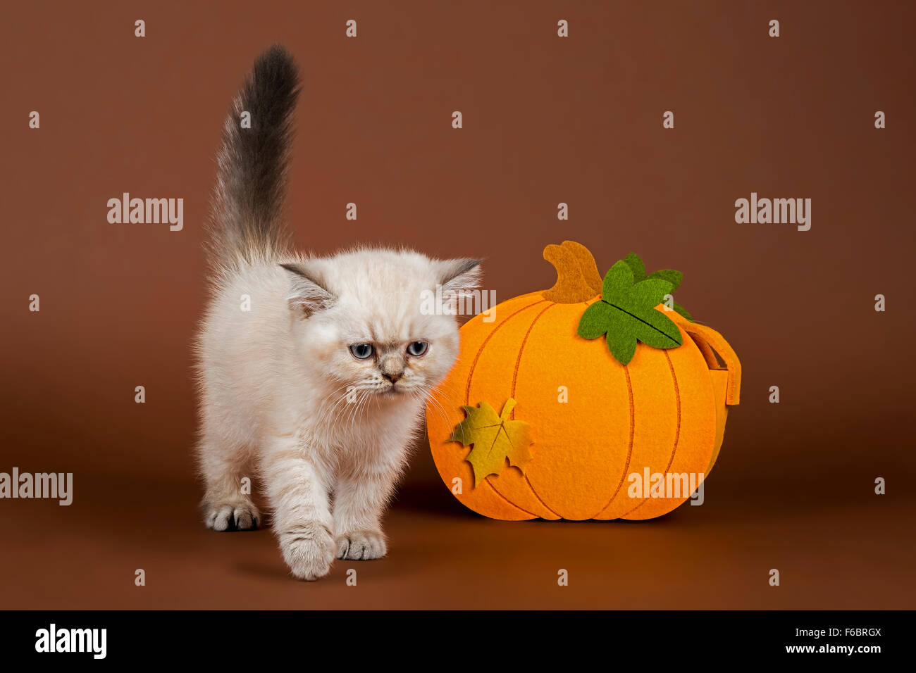 British Shorthair cat, pumpkin Stock Photo