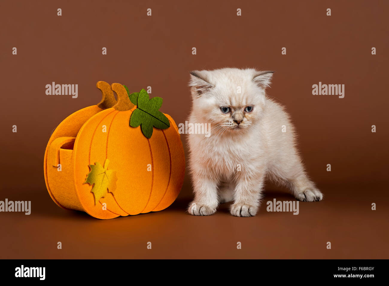 British Shorthair cat, pumpkin Stock Photo