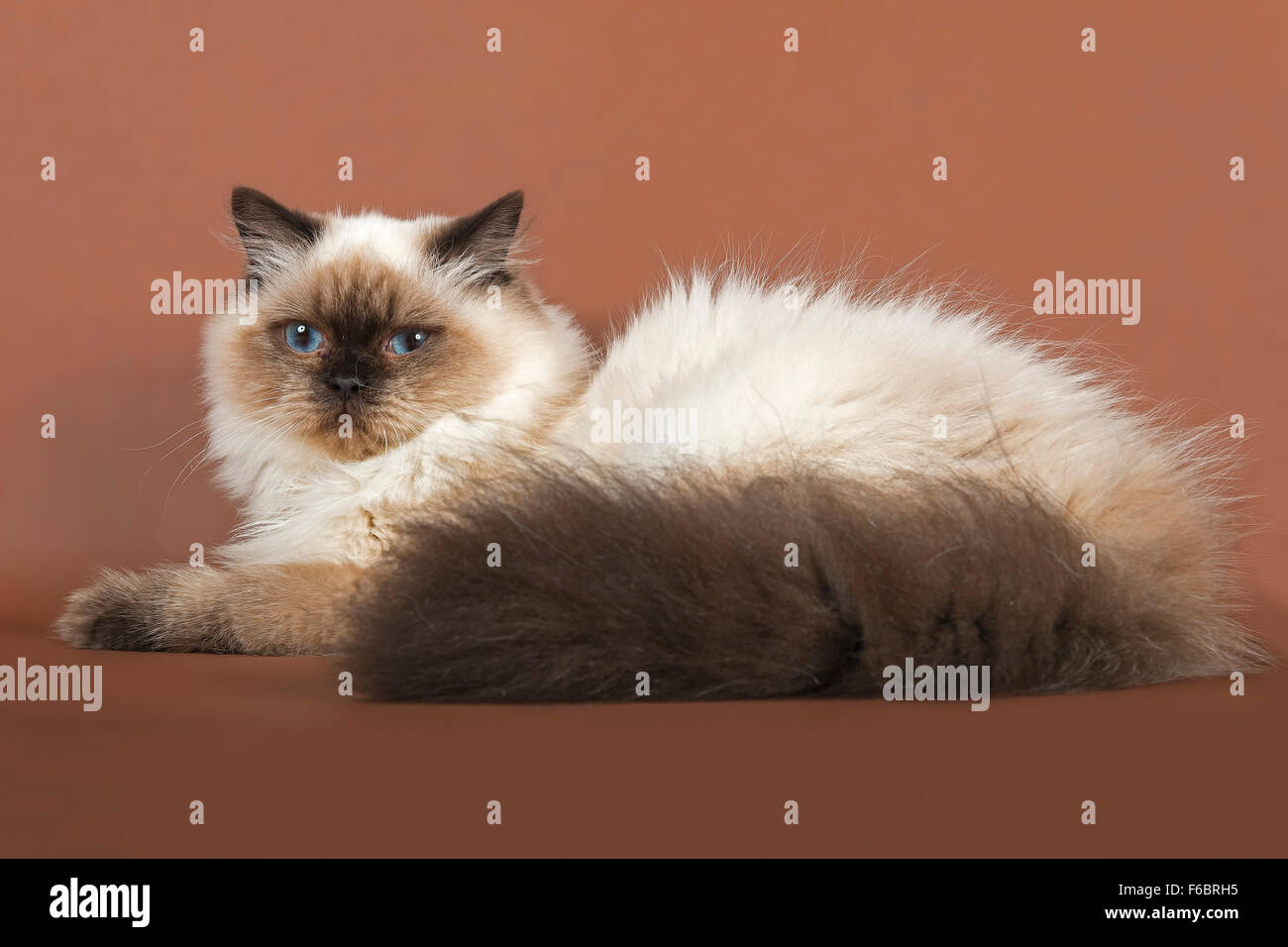 British Longhair cat, age 7 months, colour Sealpoint Stock Photo - Alamy