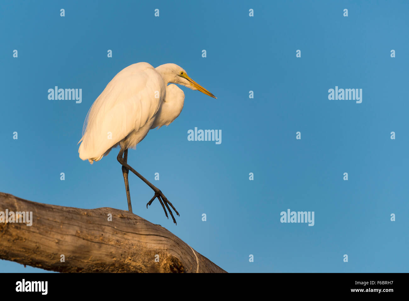 Little egret (Egretta garzetta) walking along tree trunk, Lake Baringo, Kenya Stock Photo