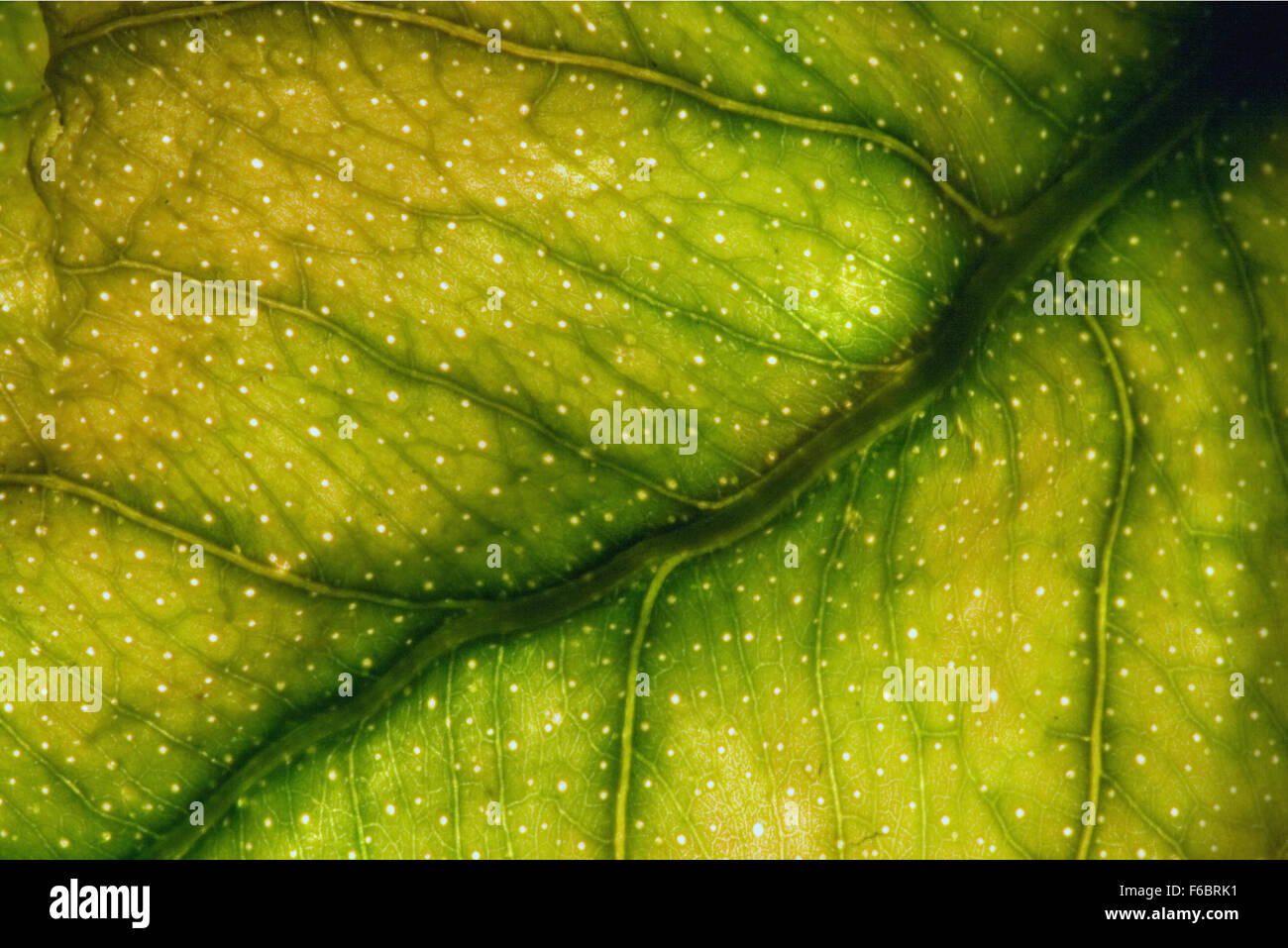 abstract macro close up of a green yellow leaf and his veins in the ...