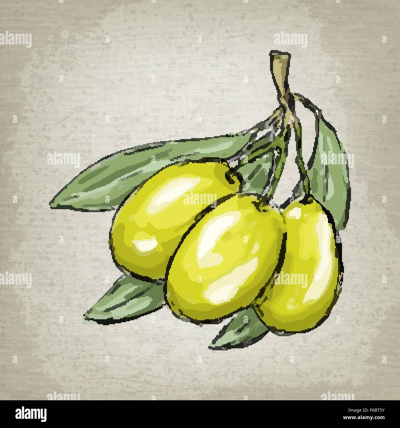 Green olives on branch with leaves. Vector illustration Stock Vector ...