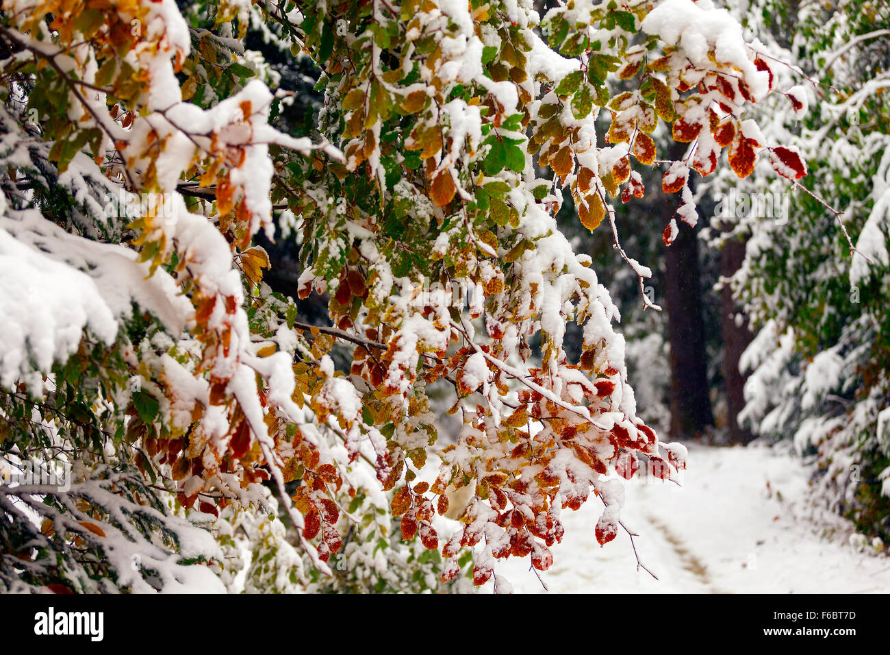 Scene seasons maple hi-res stock photography and images - Alamy