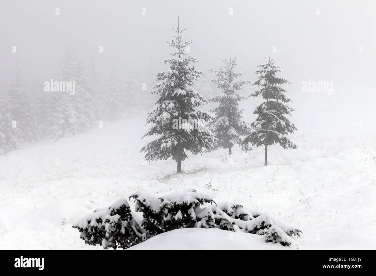 Foggy forest in winter, foggy landscape Stock Photo - Alamy