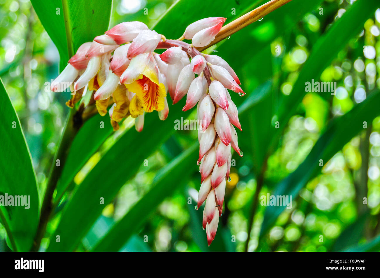 Tropical flower in Paraty, Green Coast, Brazil Stock Photo