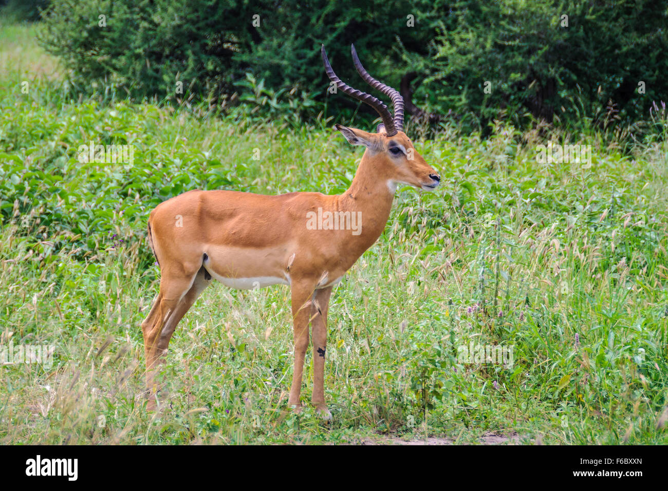 Impala mother and calf hi-res stock photography and images - Alamy
