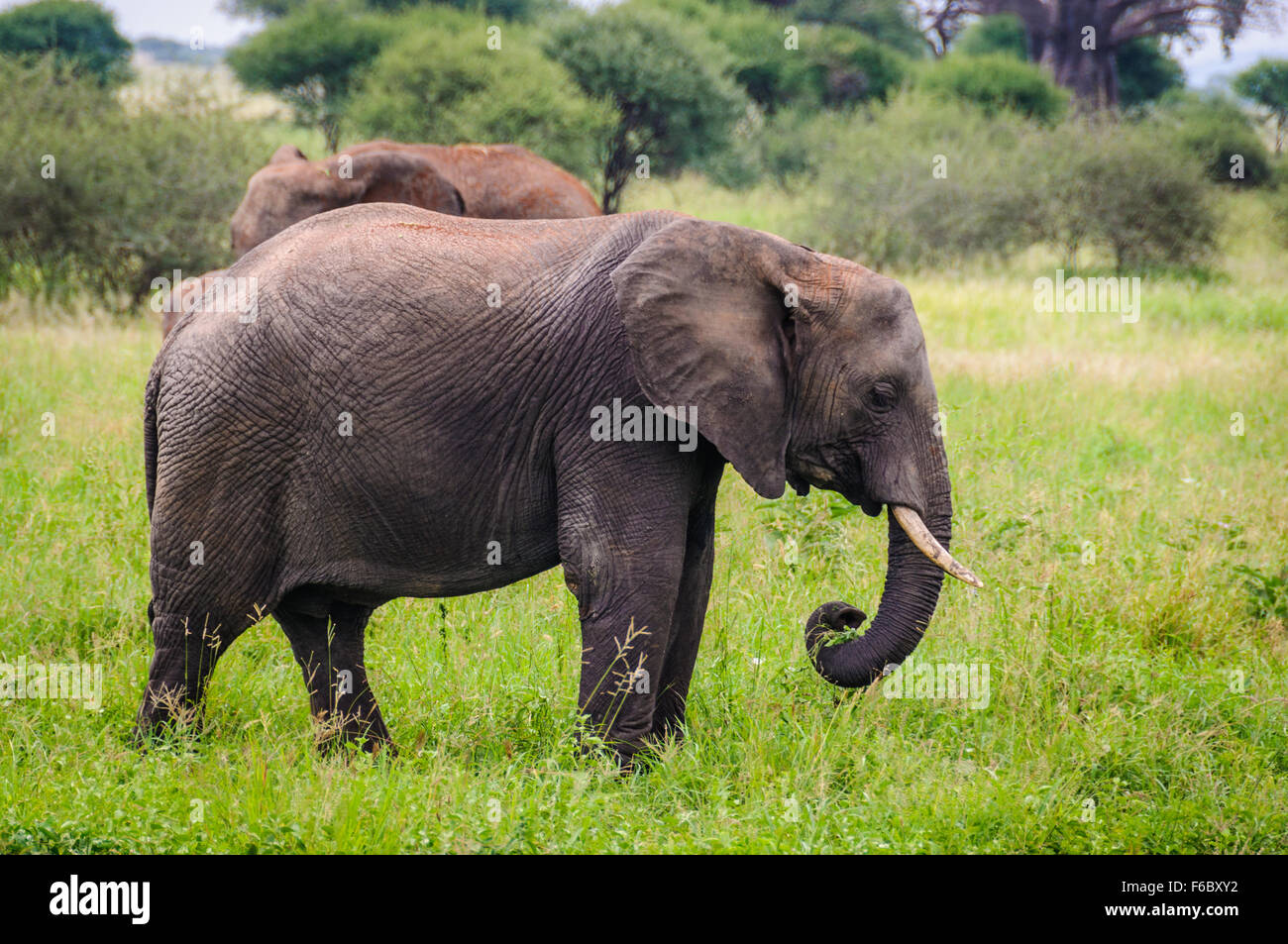 Sad elephant in the Tarangire National Park, Tanzania Stock Photo