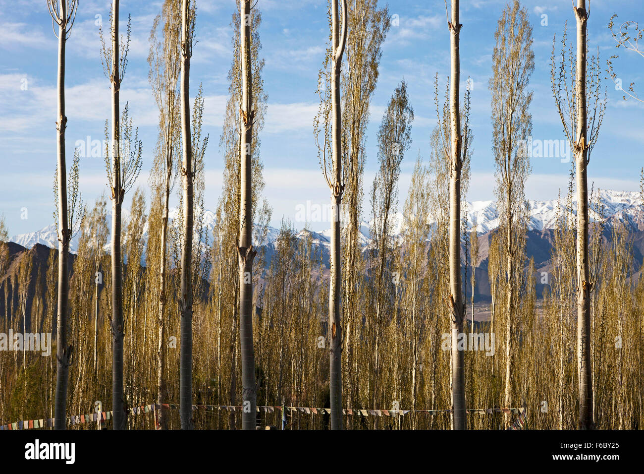 WILLOWS IN LADAKH – Enchanted Forests