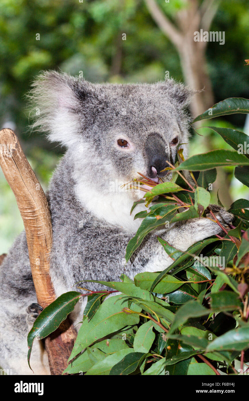 Australia koala hi-res stock photography and images - Alamy