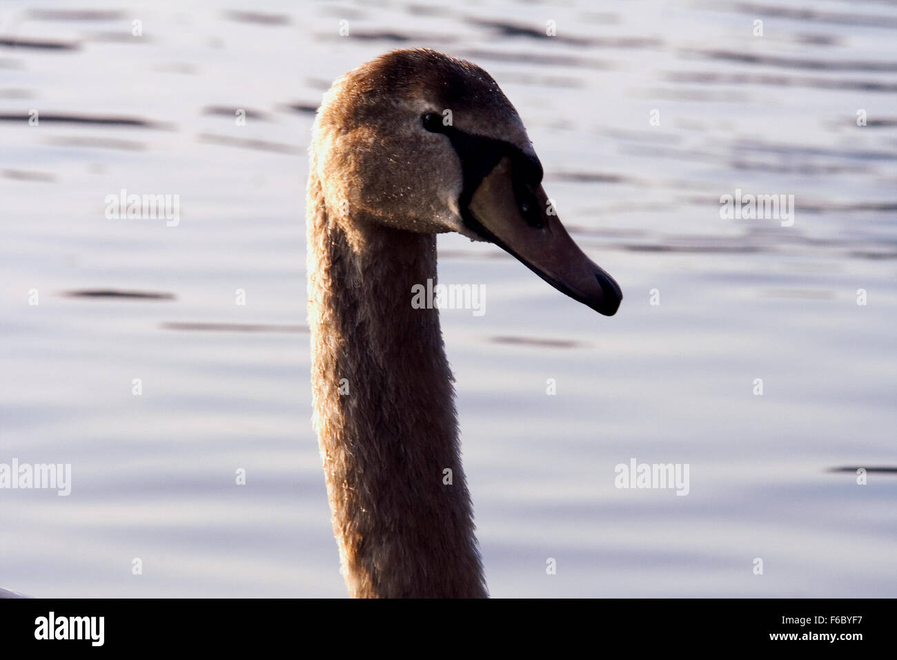italy reflex front  of little white swan    black eye in the river ticino Stock Photo