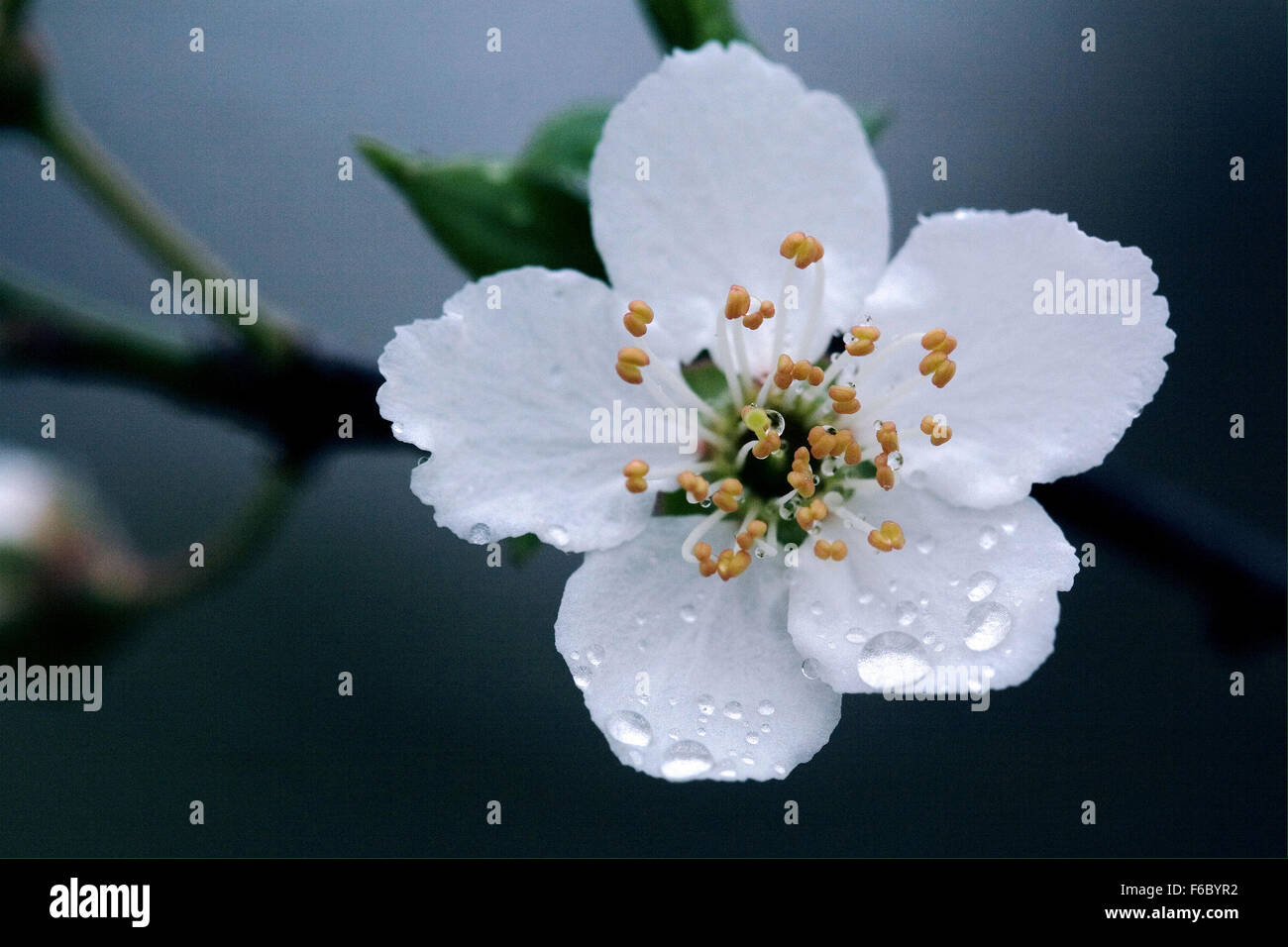 macro close up of a yellow white cistus monspeliensis cistacee salviaefolius  clusii rosacee rubus caesius rosa sempervirens ulm Stock Photo