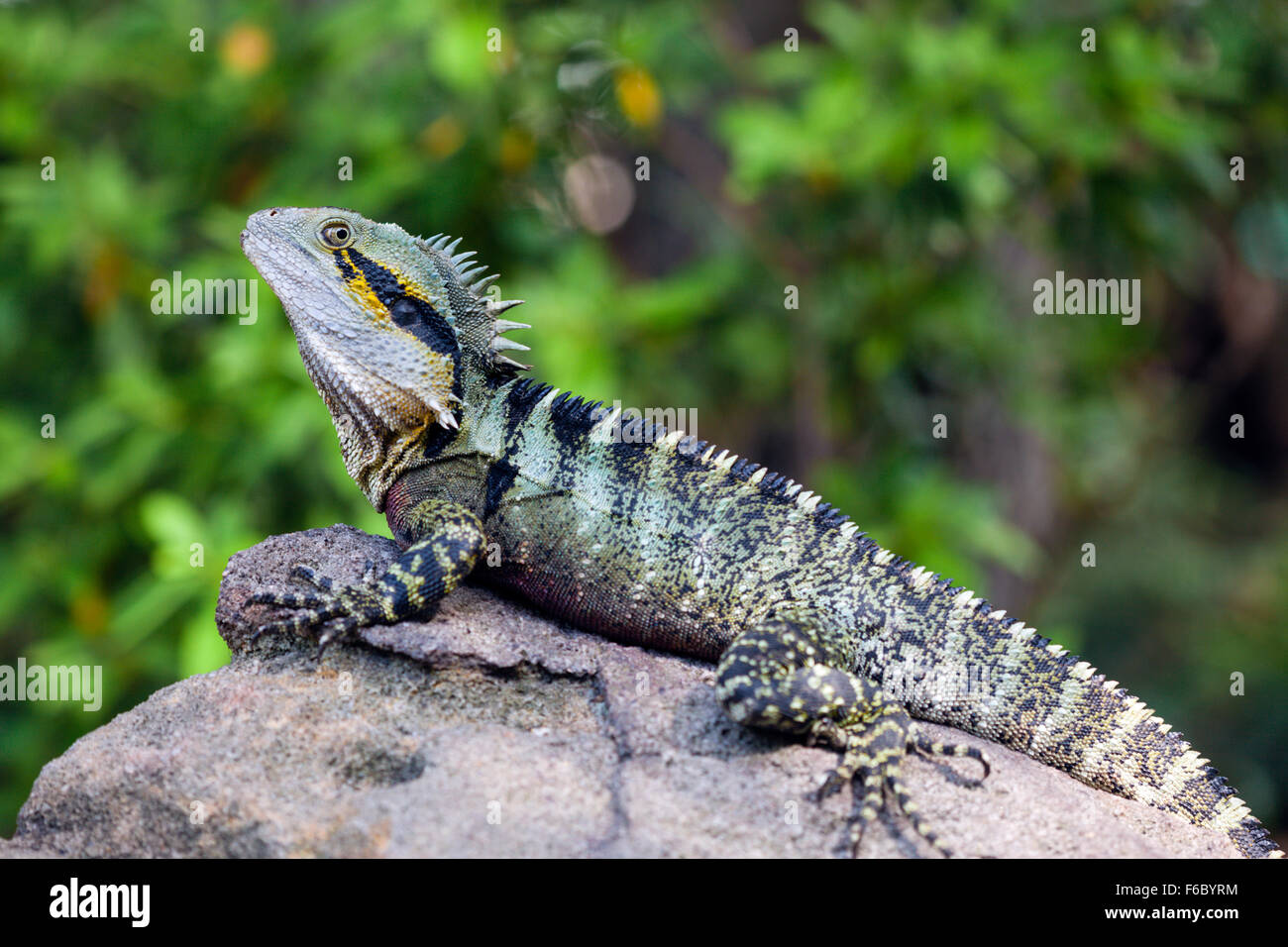 Eastern Australian Water Dragon, Physignathus lesueurii lesueurii, Queensland, Australia Stock Photo