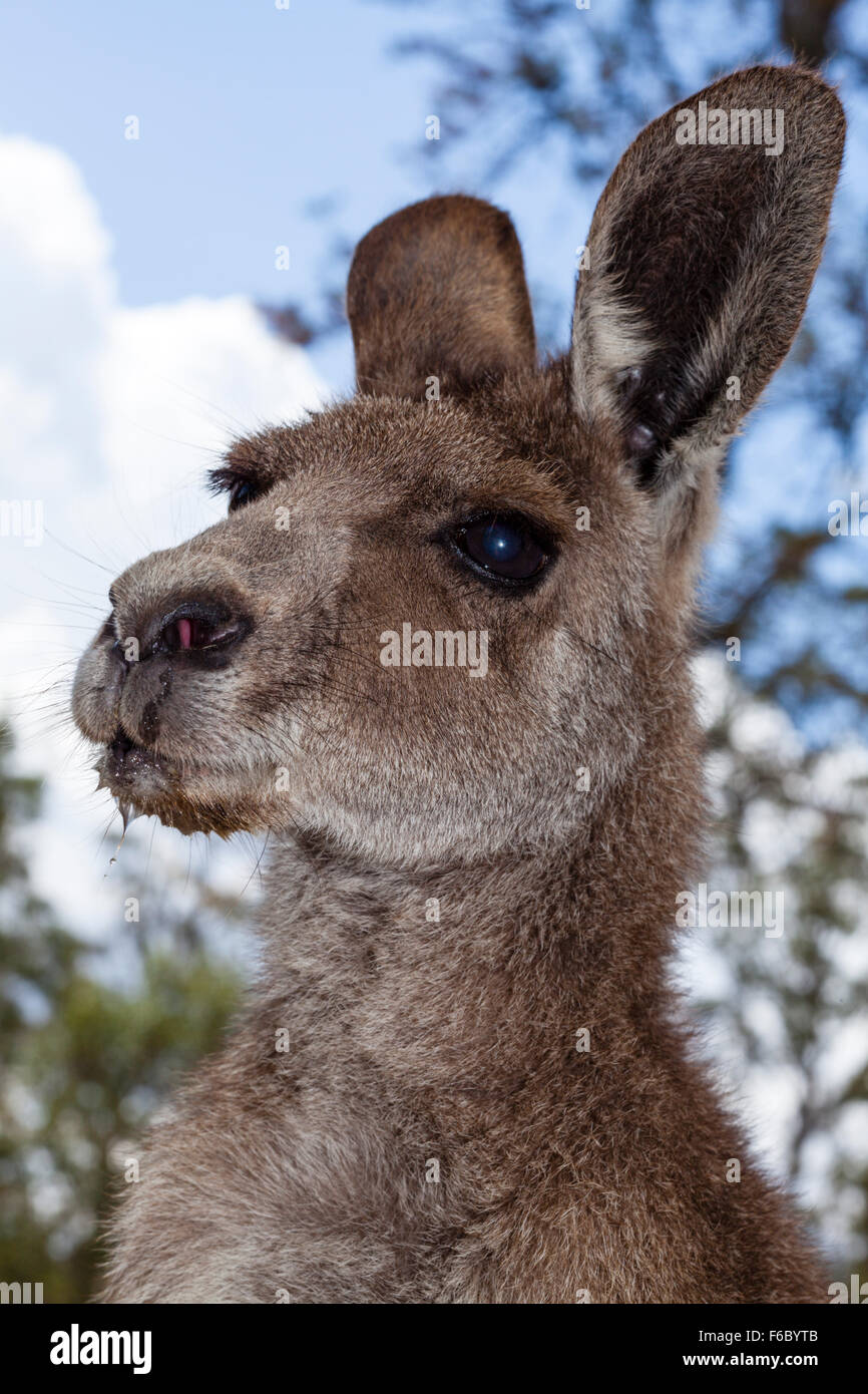 Eastern Grey Kangaroo, Macropus giganteus, Queensland, Australia Stock Photo
