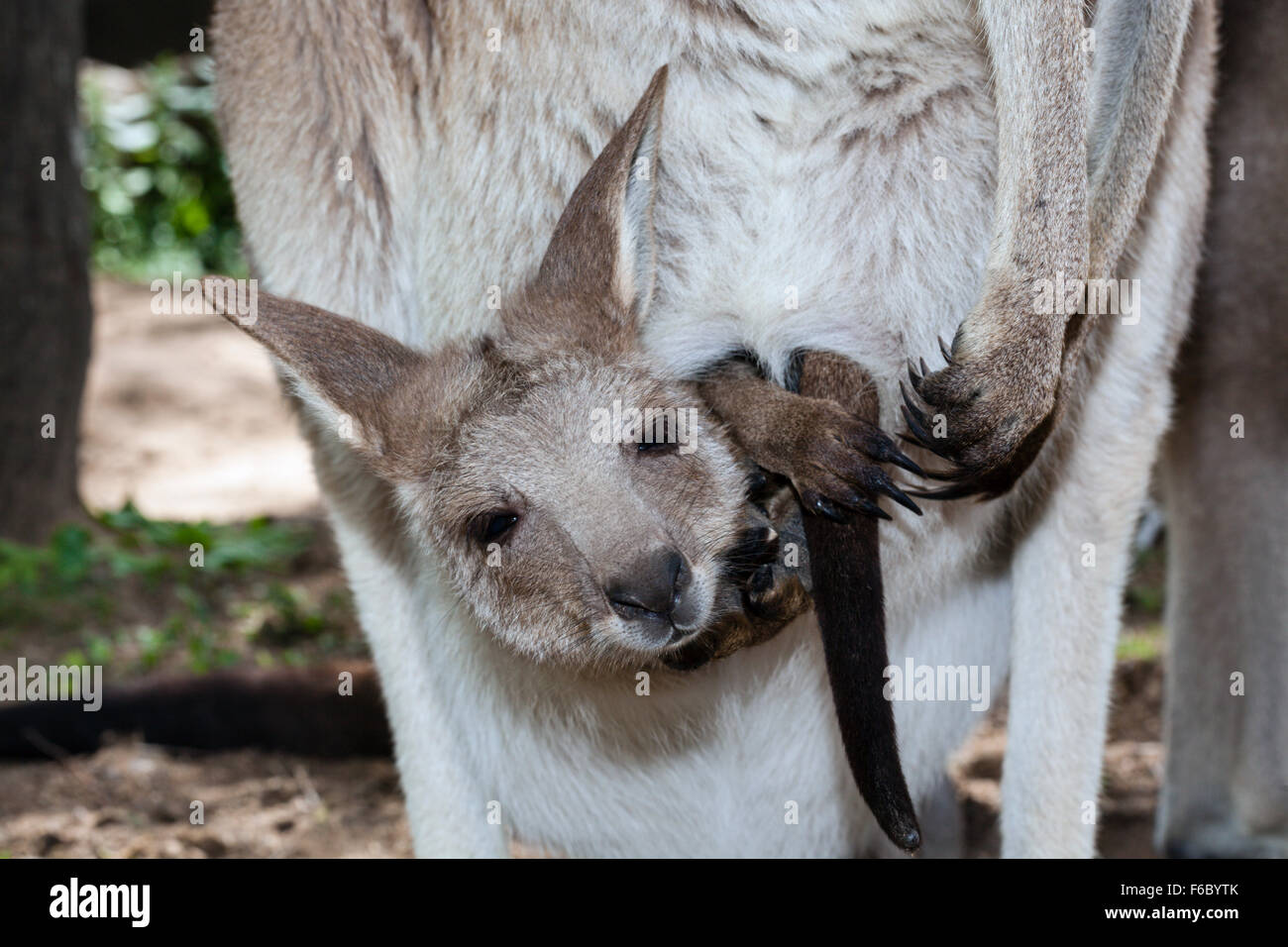 Eastern Grey Kangaroo Joey, Macropus giganteus, Queensland, Australia Stock Photo