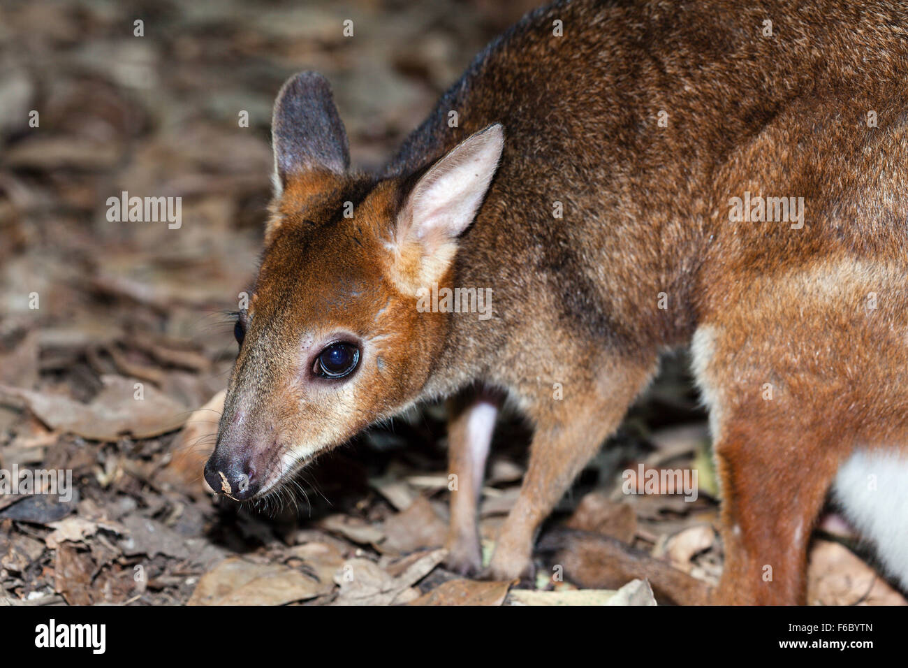 Red-necked Wallaby Joey, Macropus rufogriseus, Queensland, Australia Stock Photo