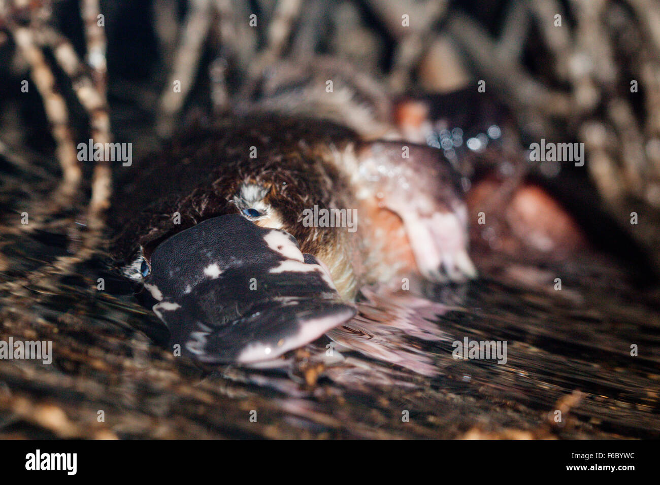 Duck-billed Platypus, Omithorhynchus anatinus, Queensland, Australia Stock Photo