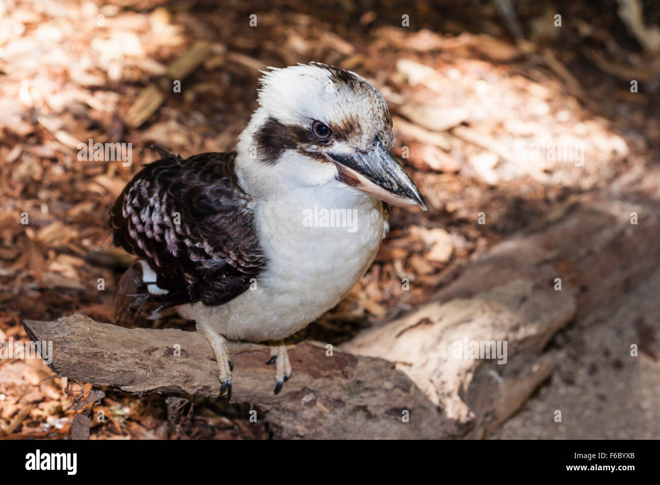 Laughing Kookaburra, Dacelo novaeguineae, Queensland, Australia Stock Photo