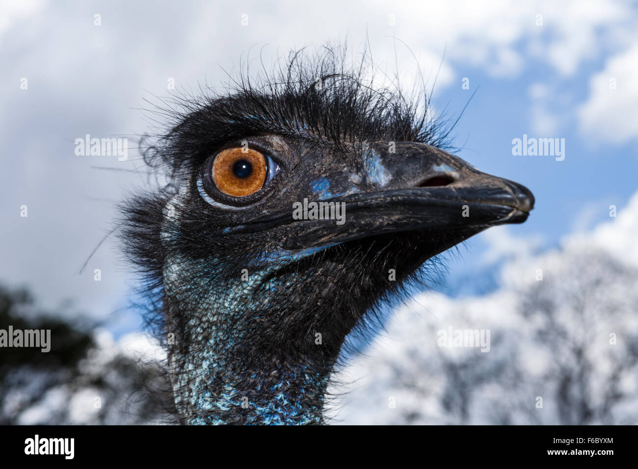 Head of Emu, Dromaius novaehollandiae, Queensland, Australia Stock Photo