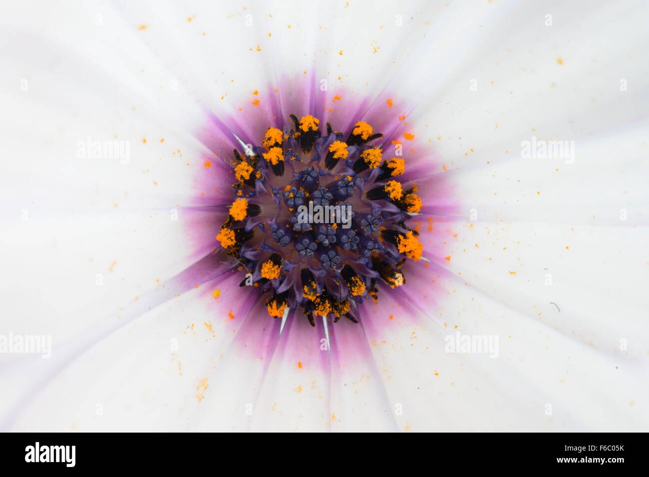 close up of a purple and white daisy Stock Photo