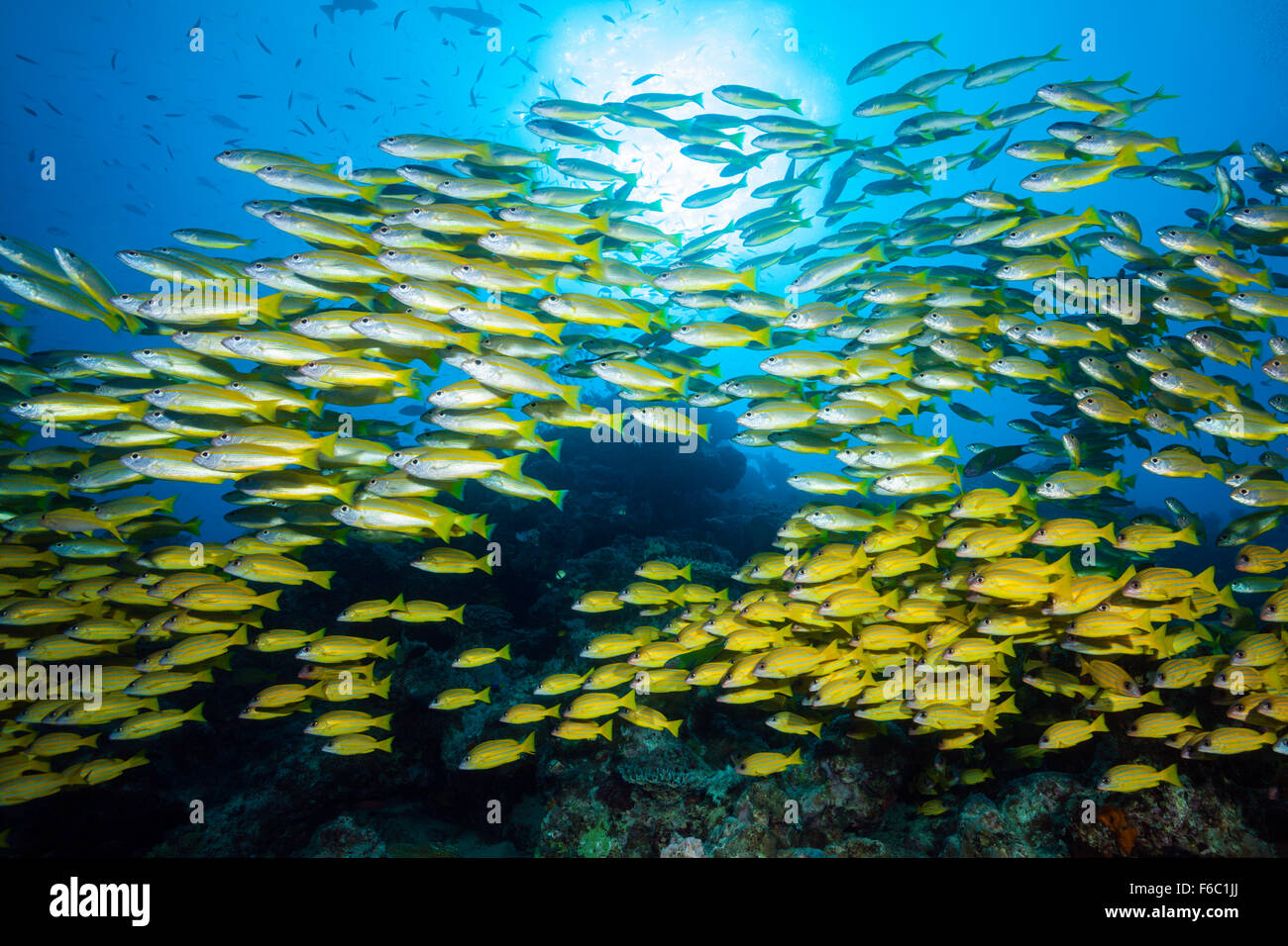 Shoal of Bigeye Snapper, Lutjanus lutjanus, Cod Hole, Great Barrier Reef, Australia Stock Photo