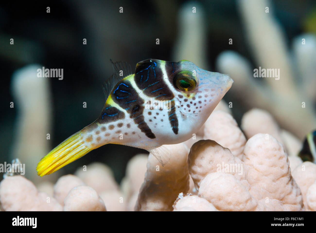 Black-saddled Puffer, Canthigaster valentini, Great Barrier Reef, Australia Stock Photo