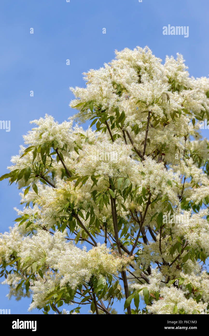 Ash Tree flowers in spring - Fraxinus excelsior Stock Photo