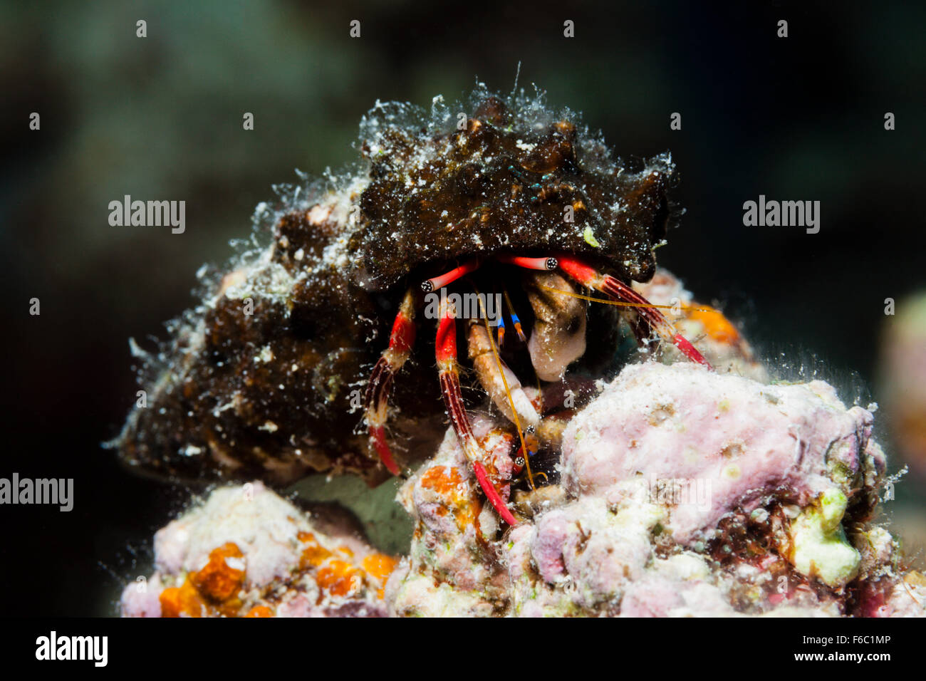 Hermit Crab, Calcinus morgani, Great Barrier Reef, Australia Stock Photo