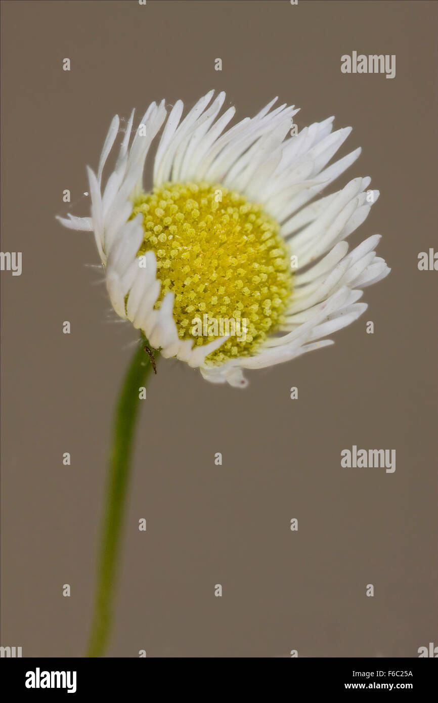 macro close up of a yellow white daisy composite chamomilla in background Stock Photo