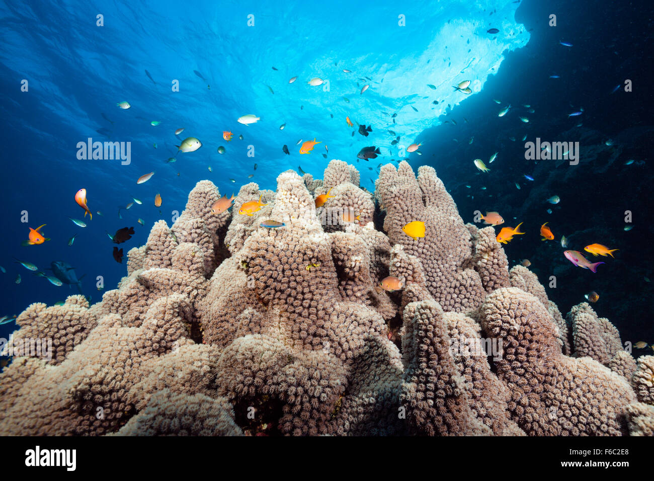 Great barrier reef australia hires stock photography and images Alamy