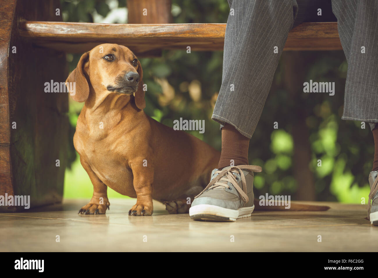 Dog beneath the wooden bench, making company to its owner. Stock Photo