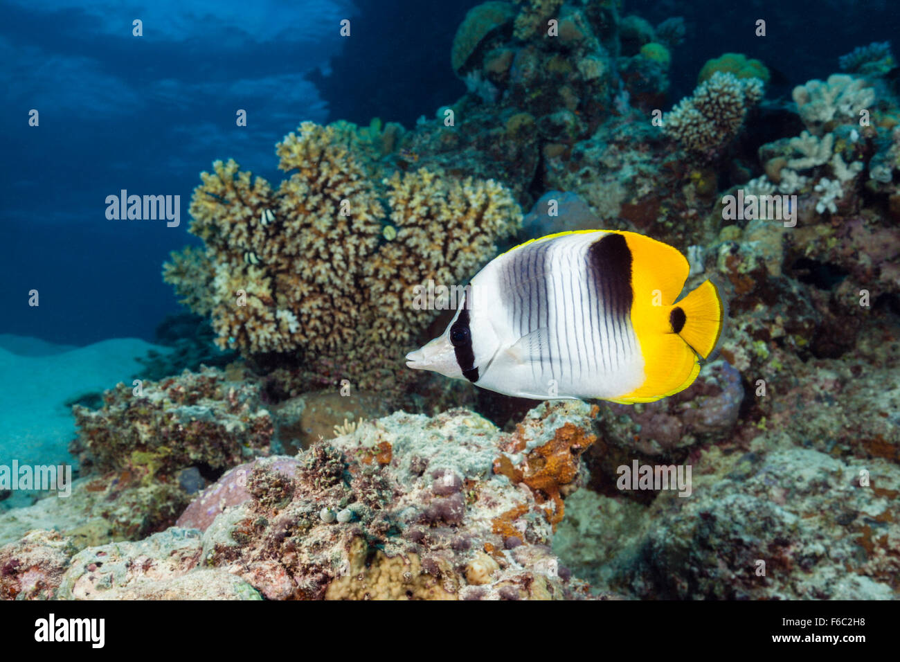 Double-saddle Butterflyfish, Chaetodon ulietensis, Cod Hole, Great Barrier Reef, Australia Stock Photo