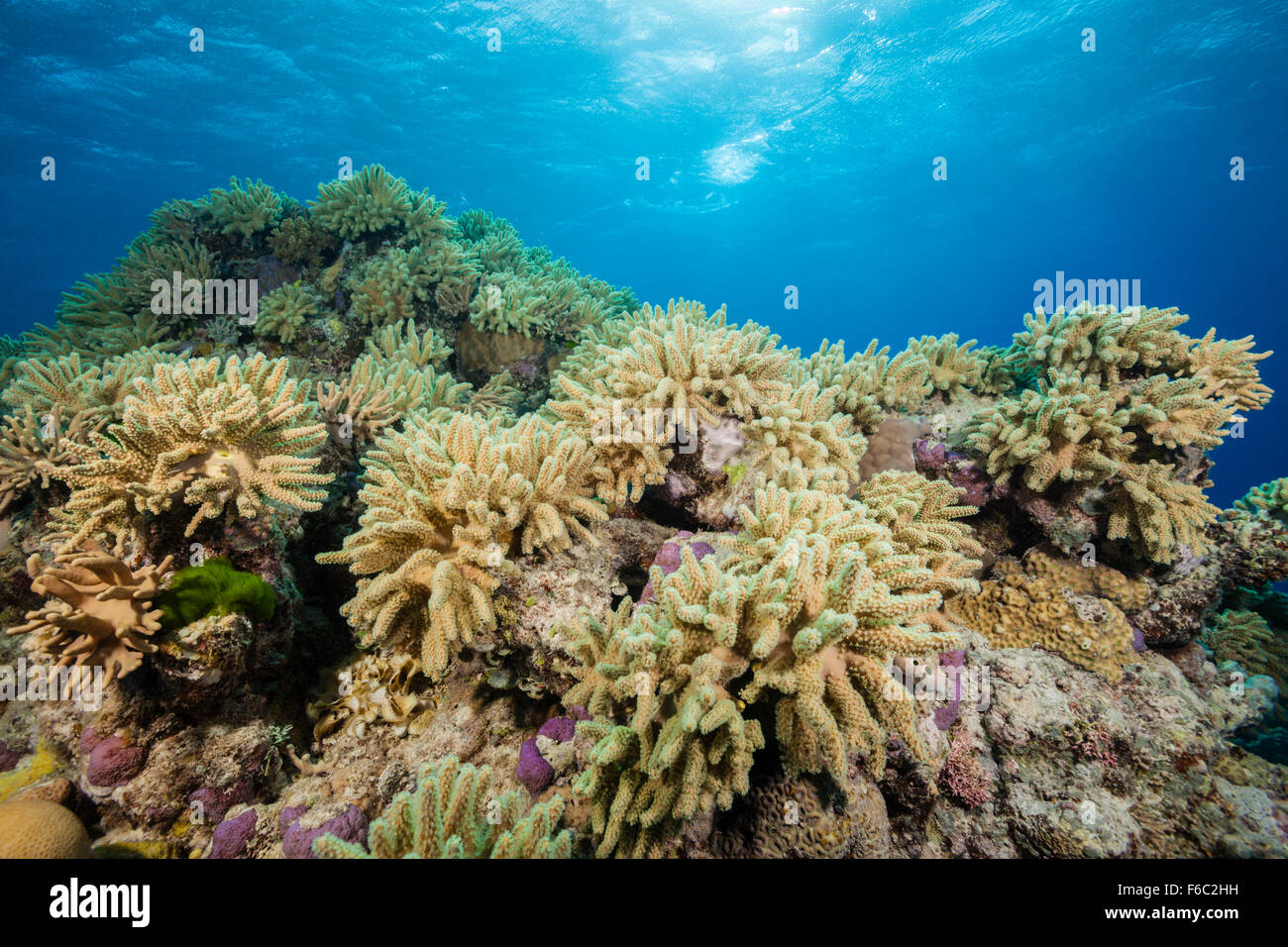 Leather Coral Reef, Lobophytum sp., Great Barrier Reef, Australia Stock Photo