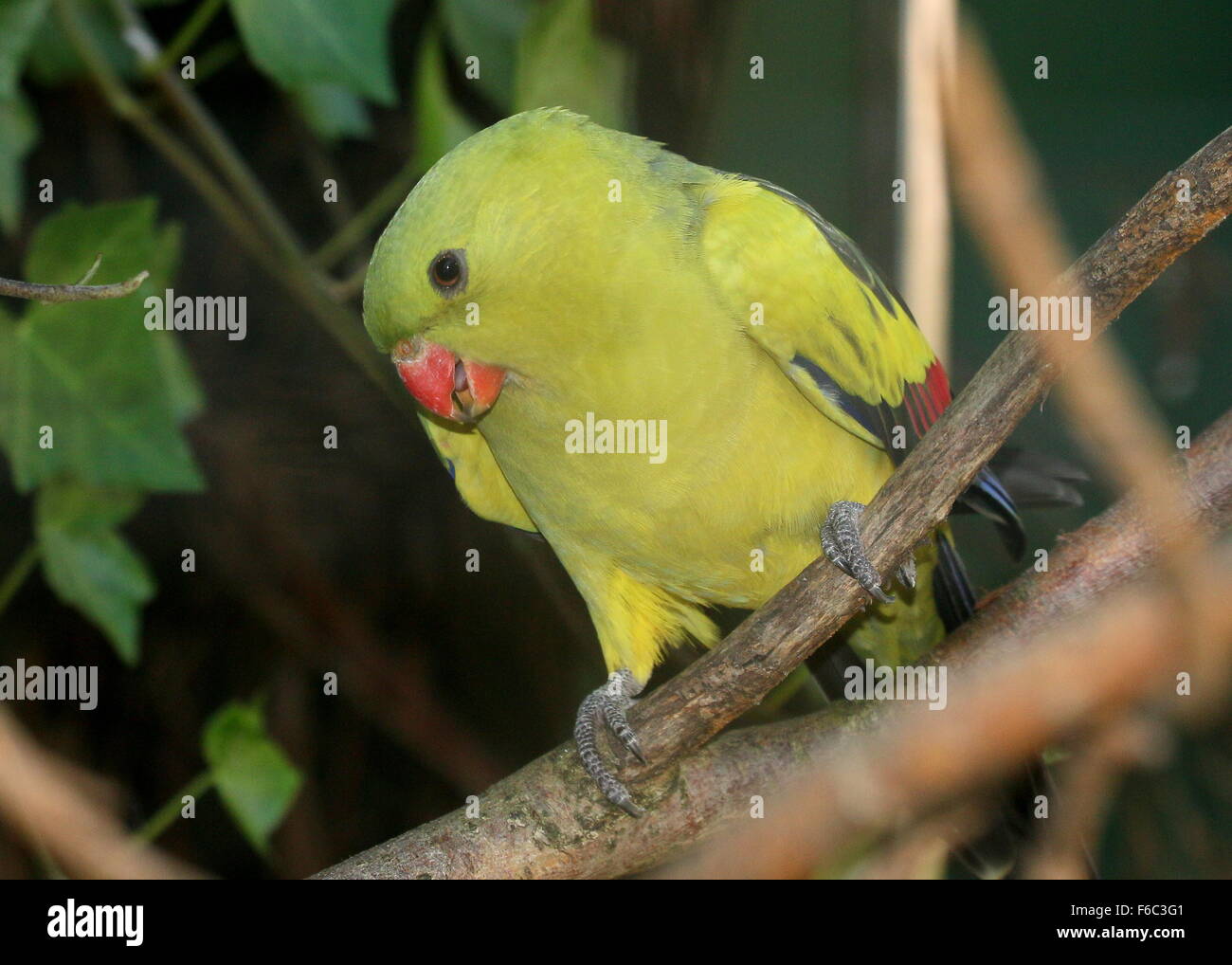 Southwest Australian Regent parrot, a.k.a. Rock Pebbler parakeet